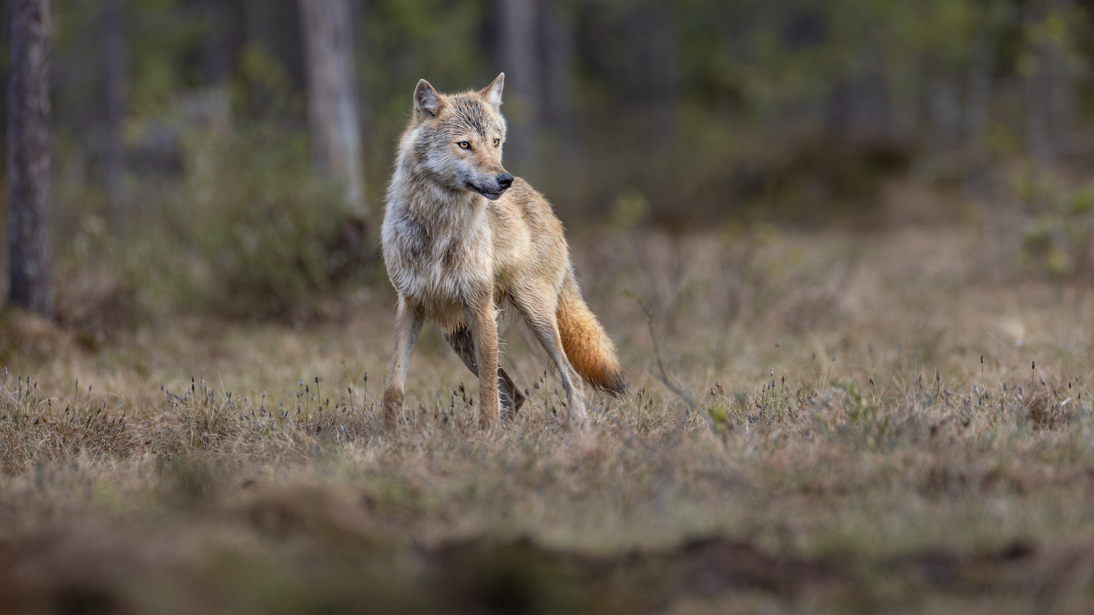 Dierenrechtenorganisaties doen aangifte om ’illegaal’ doodschieten wolf Bram
